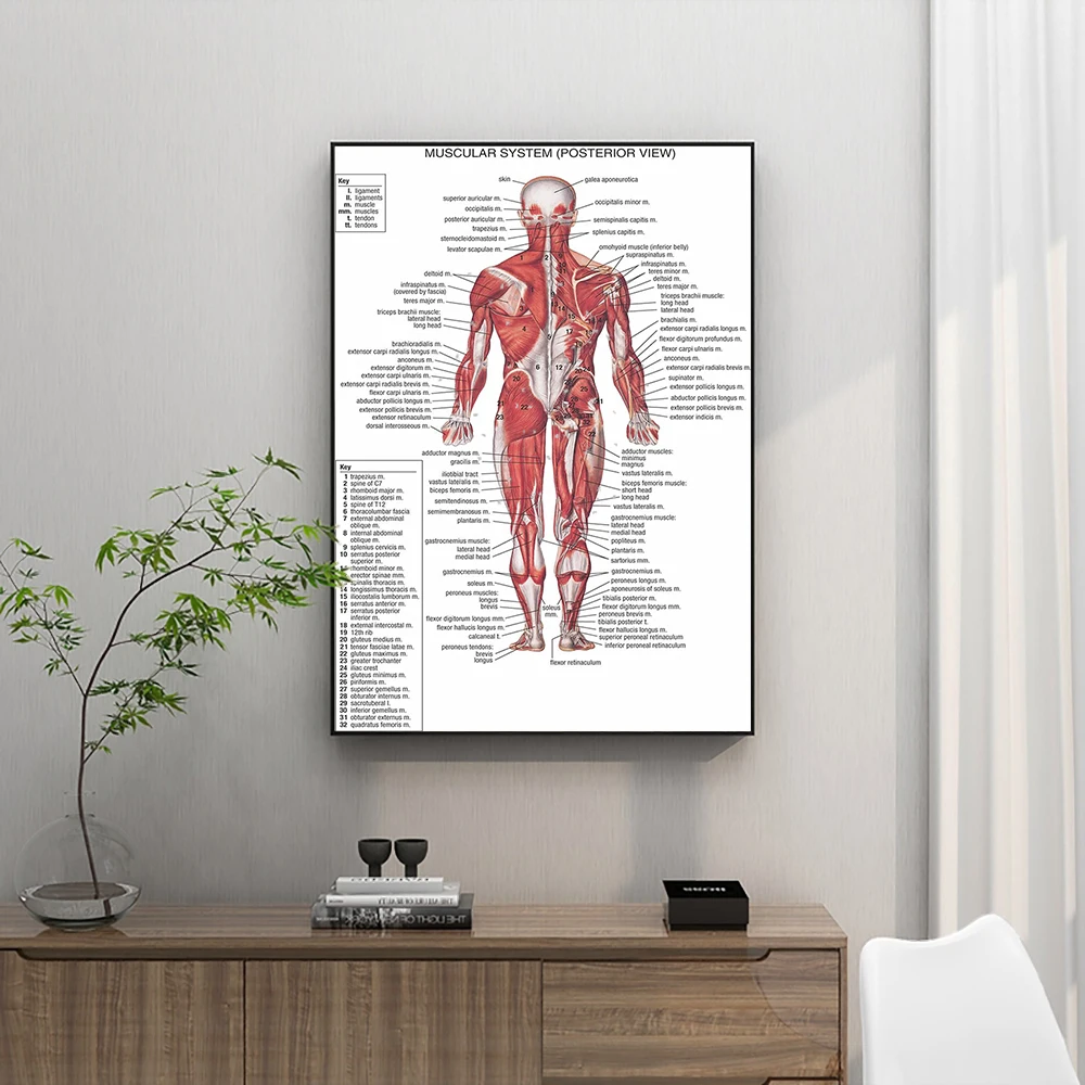 Диаграма на органи и мускули на човешкото тяло, с карта, плакат, картина върху платно, стенни картини за здравно образование, интериор на кабинет, класна стая