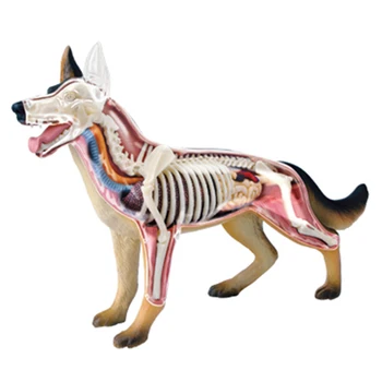 Анатомическая модел орган на животното 4D Играчка за сглобяване на интелект куче Обучение Анатомическая модел САМ Научно-популярна техника