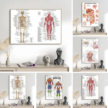 Диаграма на органи и мускули на човешкото тяло, с карта, плакат, картина върху платно, стенни картини за здравно образование, интериор на кабинет, класна стая