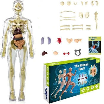 3D Модел на човешкото тяло, Анатомия, Модел на скелета, Подвижни Научен Интерактивен Набор от анатомични органи, Образователни играчки за деца