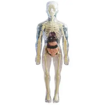 Анатомическая модел за деца 3D анатомическая кукла Модел орган Мека на човешкото тяло, на Възраст от 4 Научни и образователни играчки Свалящ кост орган