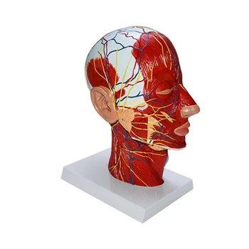 Модел на главата на човека с мускулите, вазо-нервна образователна модел за показване в класната стая H7EC